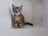 SmartKatt – Startsida